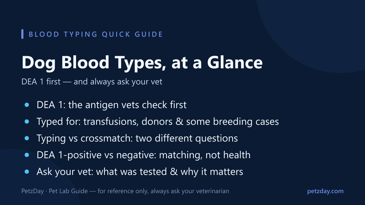 Dog blood types quick guide — DEA 1, when vets type, and typing vs crossmatch