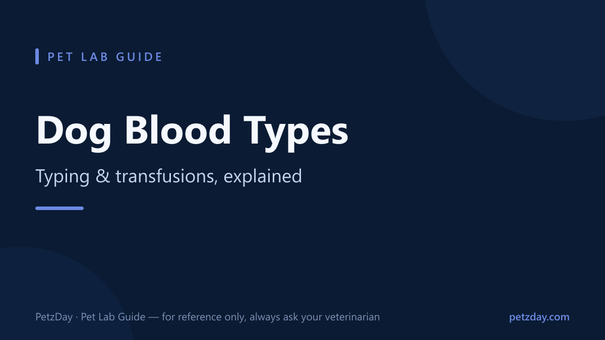Dog blood types and blood typing tests, explained