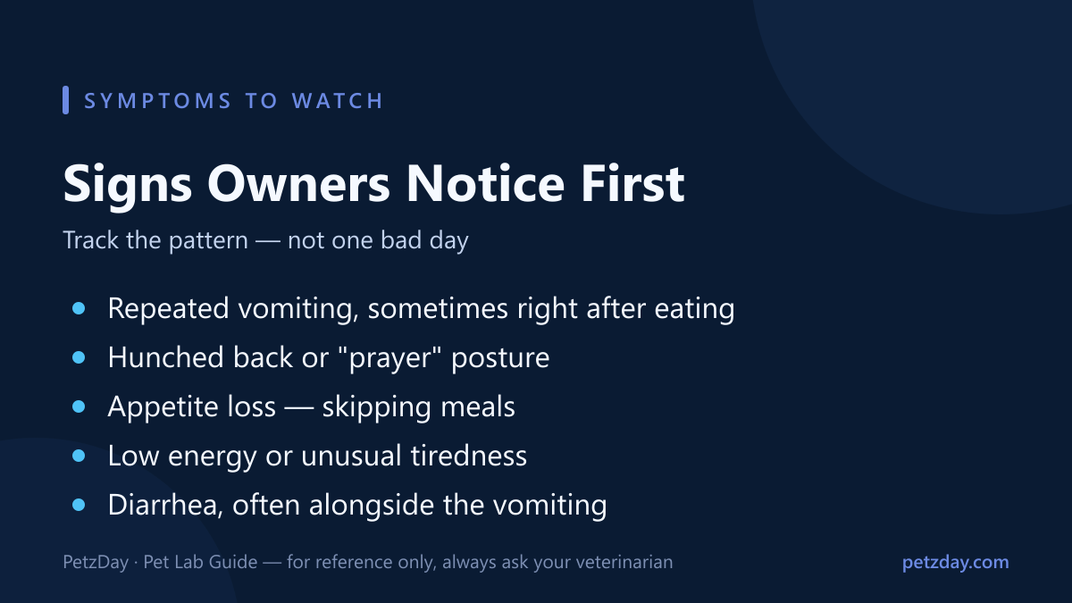 Quick-check list: pancreatitis signs owners notice first — repeated vomiting, hunched posture, appetite loss, low energy, diarrhea