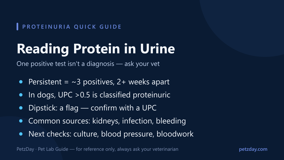 Proteinuria in dogs quick guide — persistence, UPC numbers, causes, and next checks