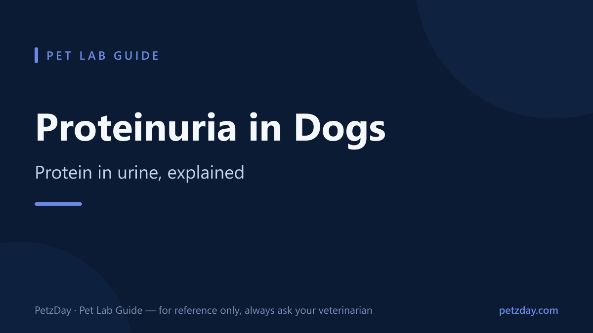 Proteinuria in dogs — what protein in urine means