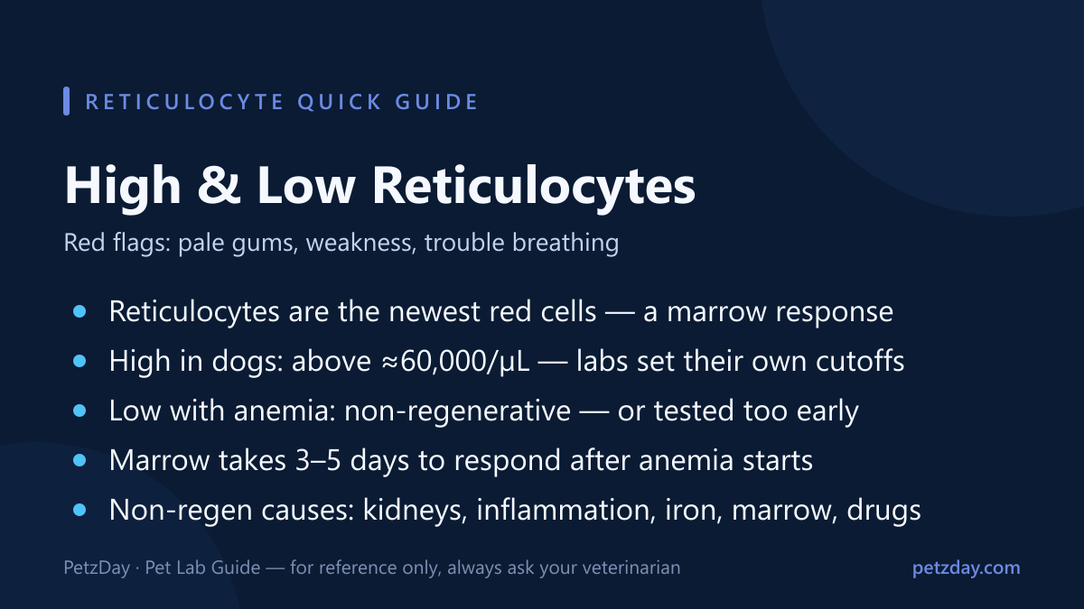 Reticulocytes and anemia in dogs quick guide — regenerative thresholds, timing, causes and red flags