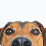 Adorable close-up of a brown dog's face with a curious expression and focus on its eyes and nose.